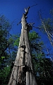Skane (55)